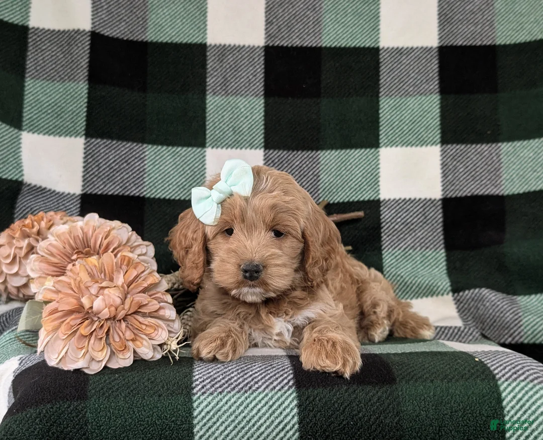 Cockapoo dogs for sale: Marlaina - Ad 5