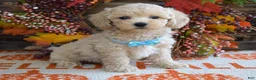 Maltipoo dogs for sale: Mason - Ad 3
