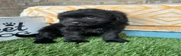 Mini Bernedoodle dogs for sale: Nina - Ad 2