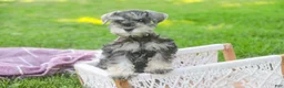 Miniature Schnauzer dogs for sale: Nancy Lynn - Ad 3