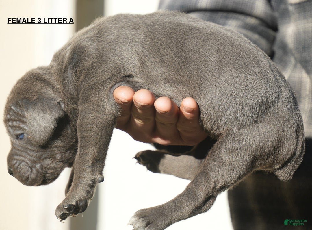 Cane Corso dogs for sale: Cane Corso Puppy 4 - Ad 2