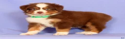 Miniature Australian Shepherd dogs for sale: Lilly - Ad 4