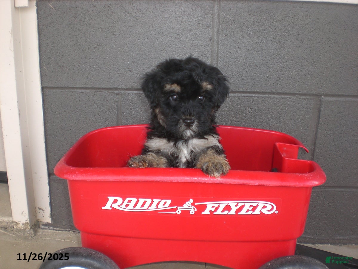 Yorkiepoo dogs Trent - Ad 32