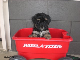 Yorkiepoo dogs Trent - Ad 32