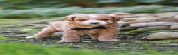 Maltipoo dogs for sale: Lincoln - Ad 6