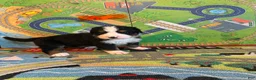 Bernese Mountain Dog dogs for sale: Orange - Ad 4
