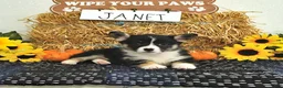 Welsh Corgi Pembroke dogs for sale: Janet - Ad 1