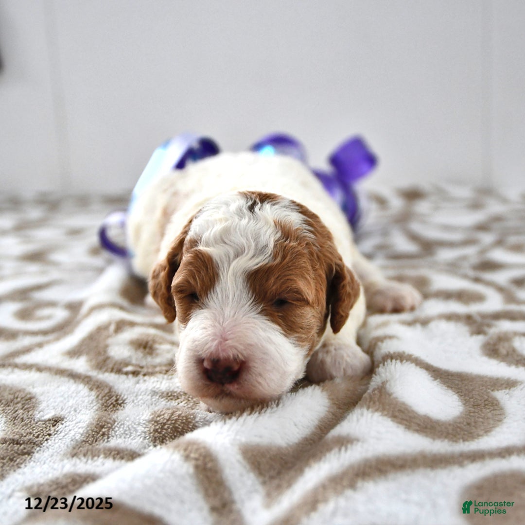 Mini Goldendoodle dogs for sale: Oakley - Ad 8