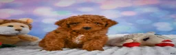 Mini Goldendoodle dogs for sale: Violet - Ad 3