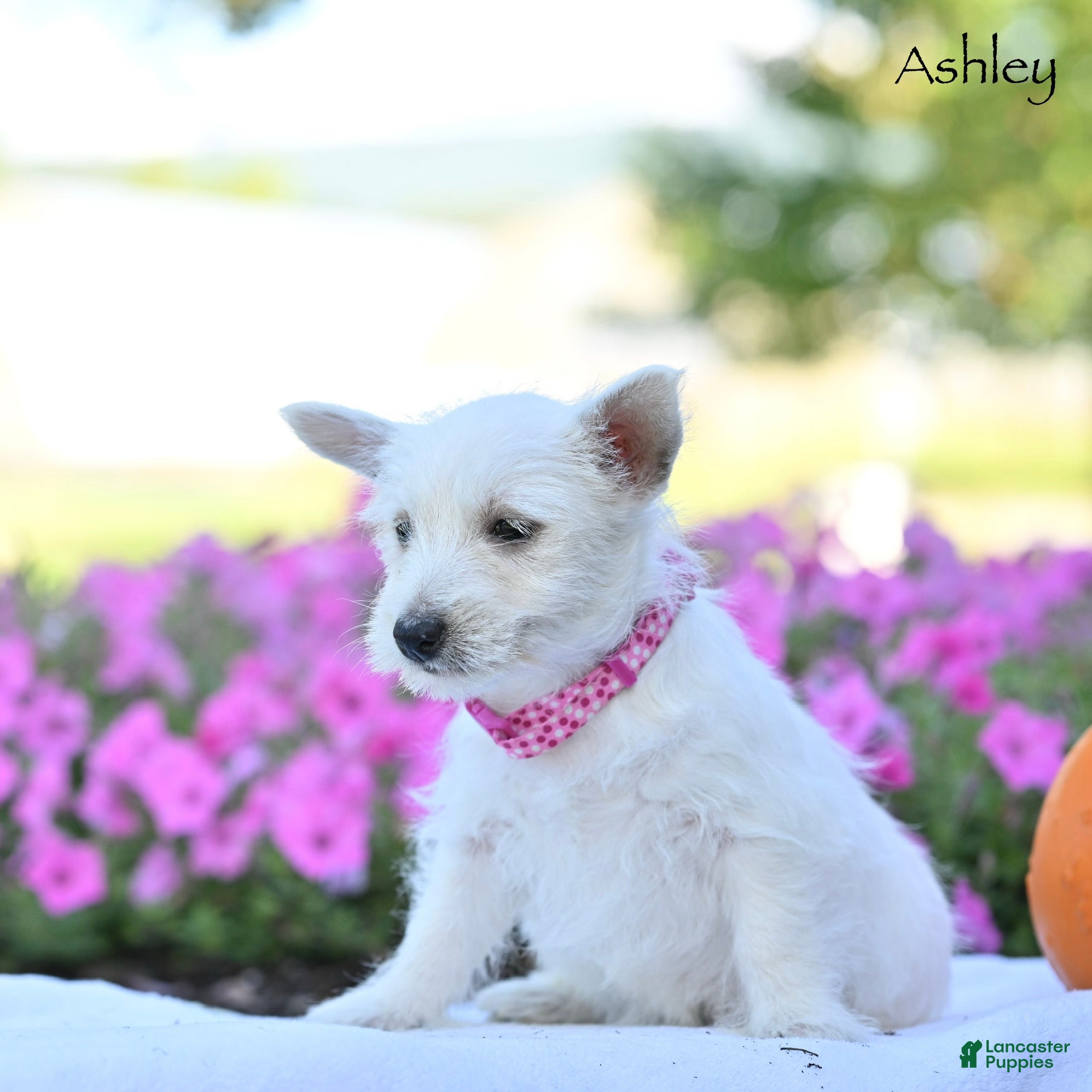 West Highland Terrier dogs Ashley  - Ad 2