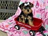 Yorkshire Terrier dogs Jeremy - Ad 1