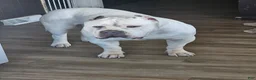 American Bully dogs for sale: Lilac brindle XL American Bully  - Ad 5