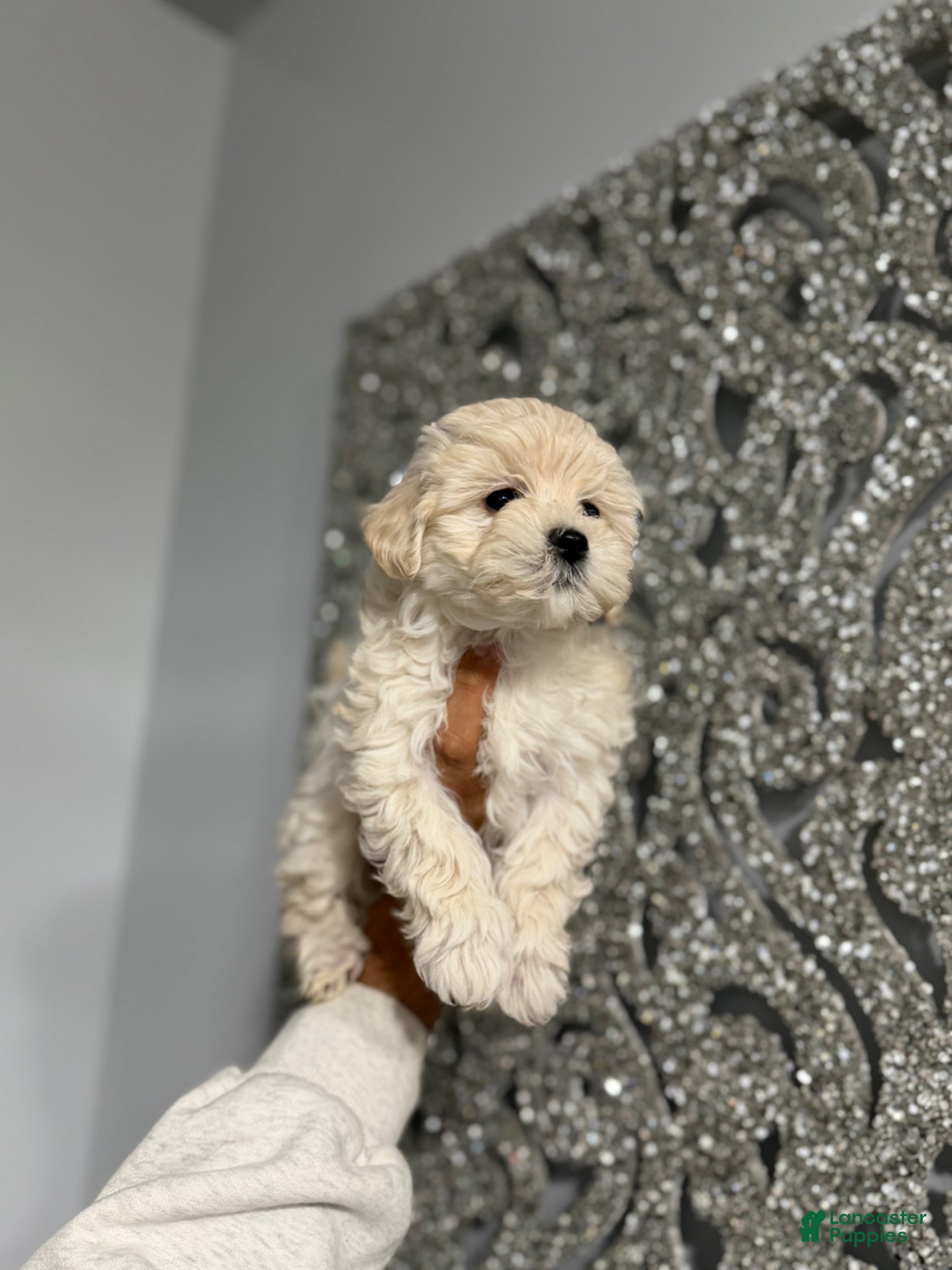 Maltipoo dogs Lala - Ad 16