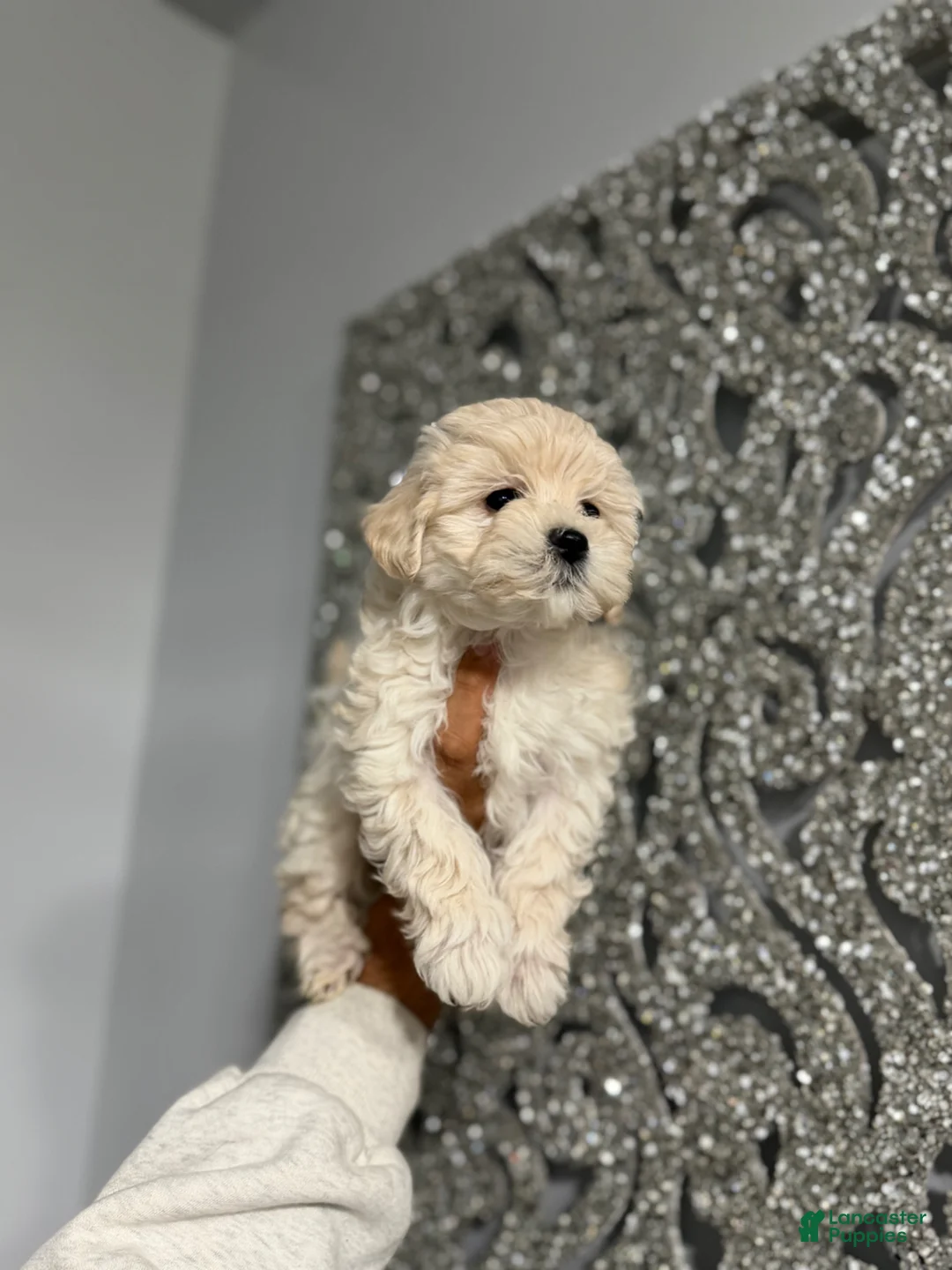 Maltipoo dogs for sale: Lala - Ad 1