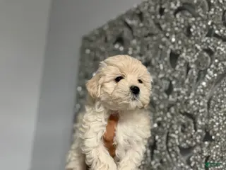 Maltipoo dogs Lala - Ad 16