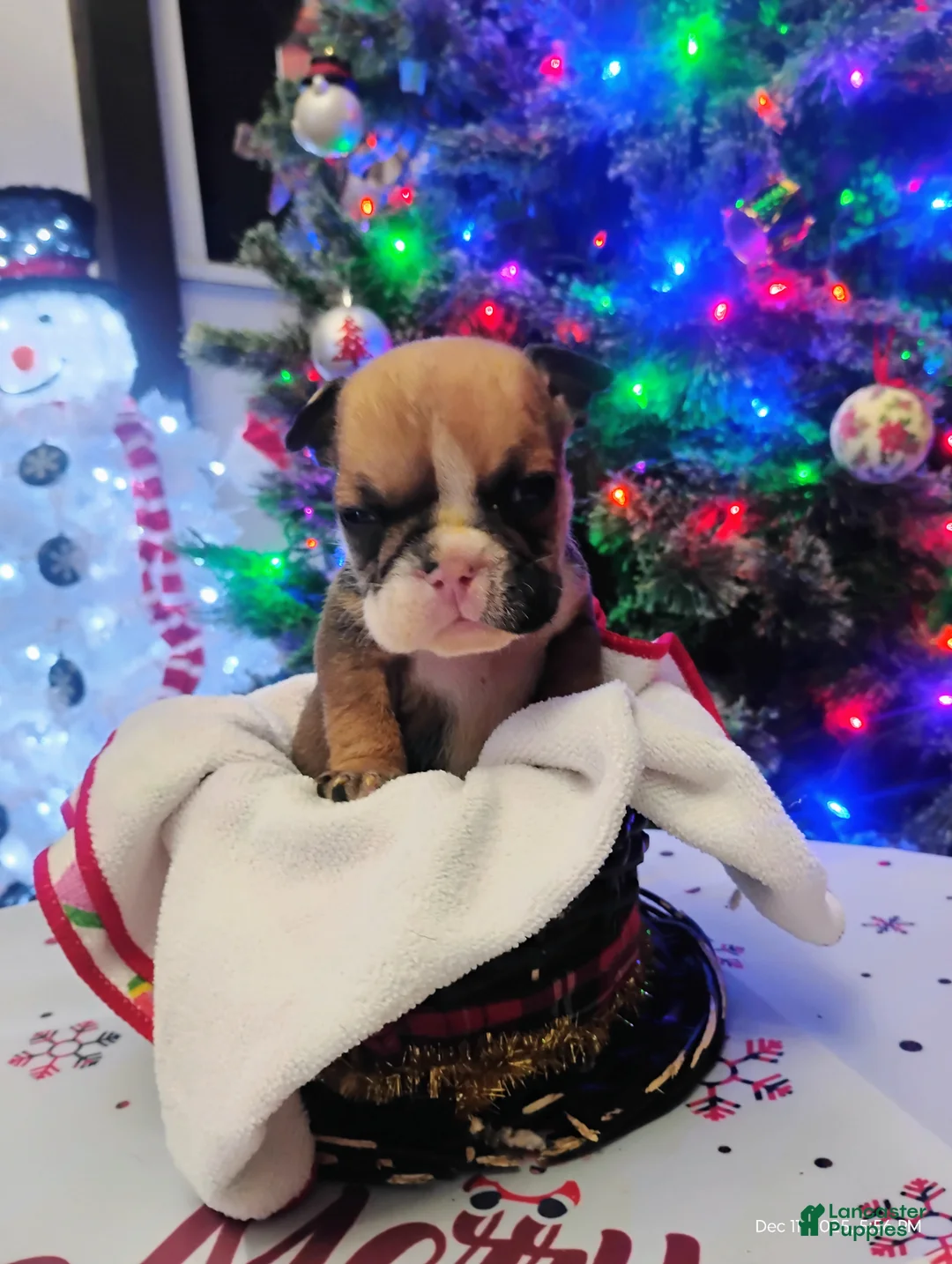 English Bulldog dogs for sale: Suga Baby  - Ad 8