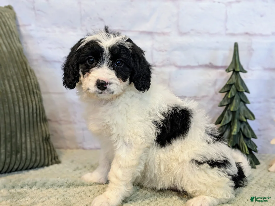 Mixed Breed dogs for sale: Ashton  - Ad 5