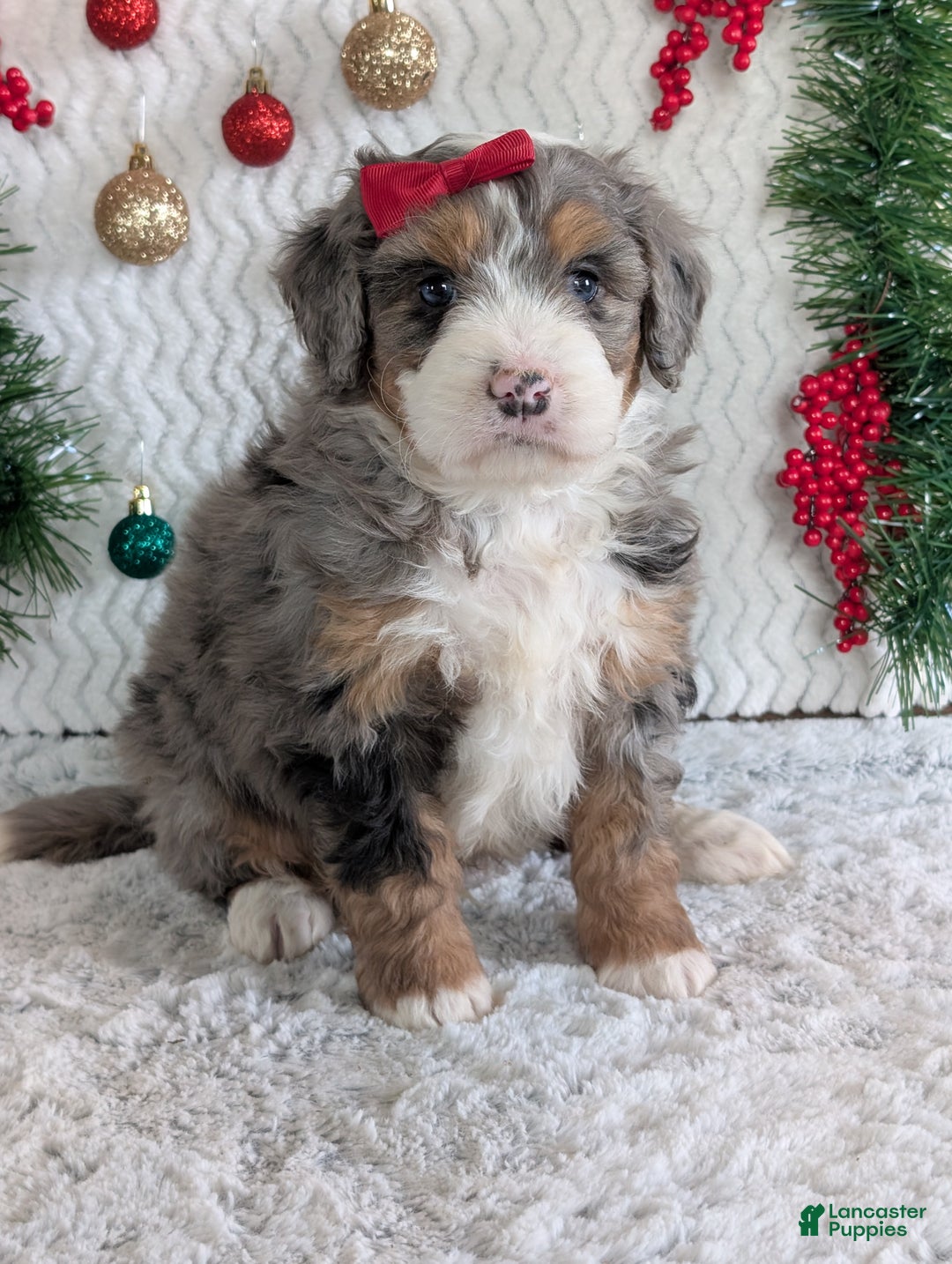 Mini Bernedoodle dogs for sale: Mini Niko  - Ad 6