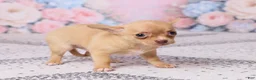 Chihuahua dogs for sale: Benjie - Ad 4