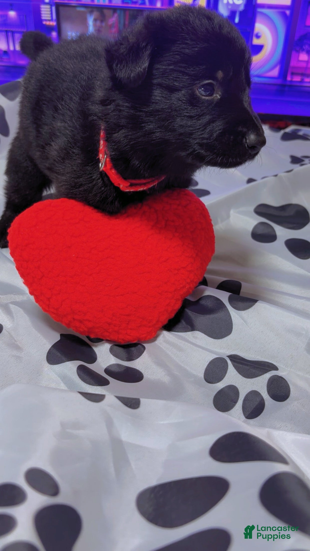 German Shepherd dogs for sale: Blaze - Ad 3