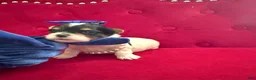Morkie dogs for sale: Benz  - Ad 7