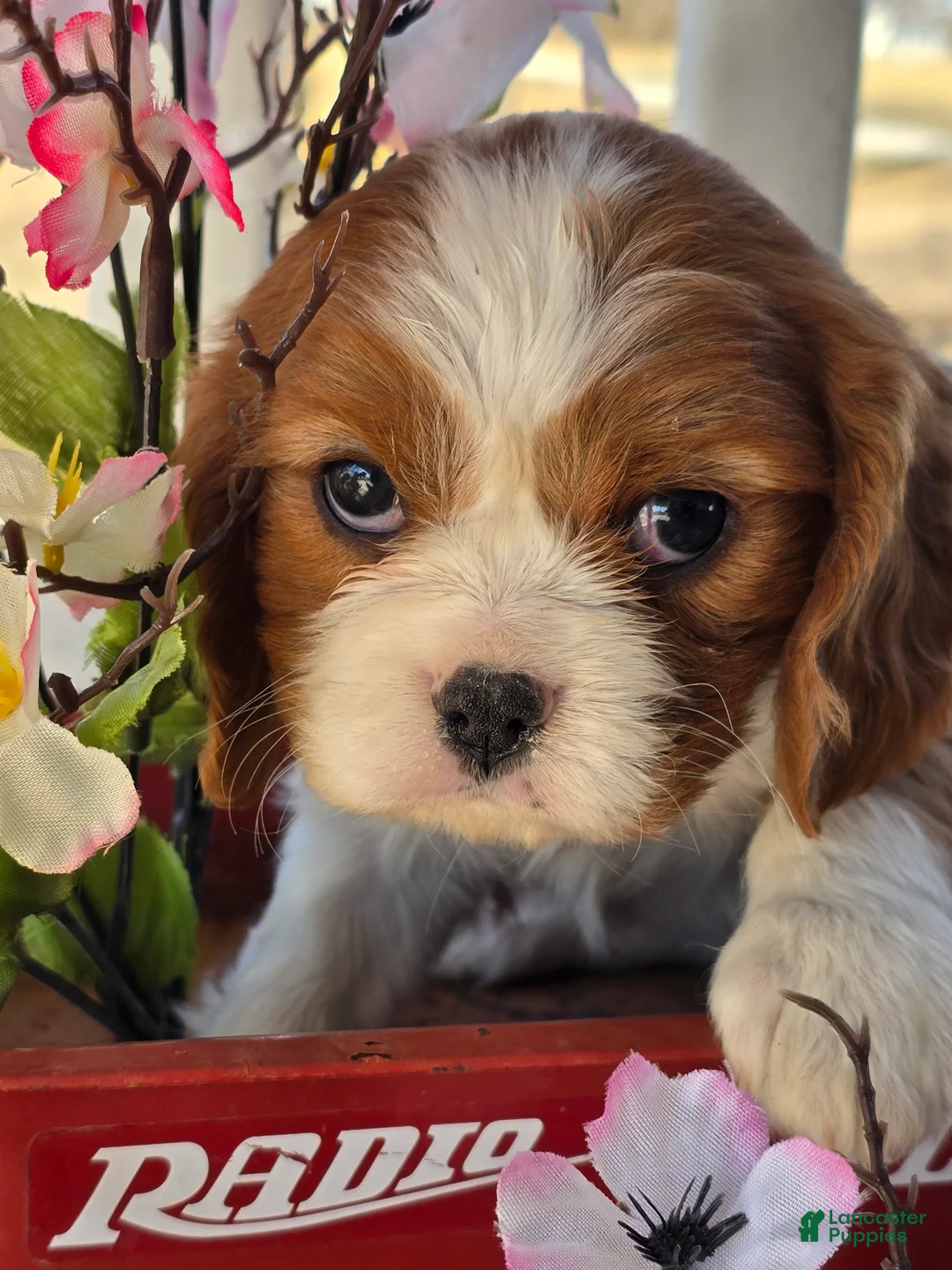 Cavalier King Charles Spaniel dogs for sale: Darla - Ad 12