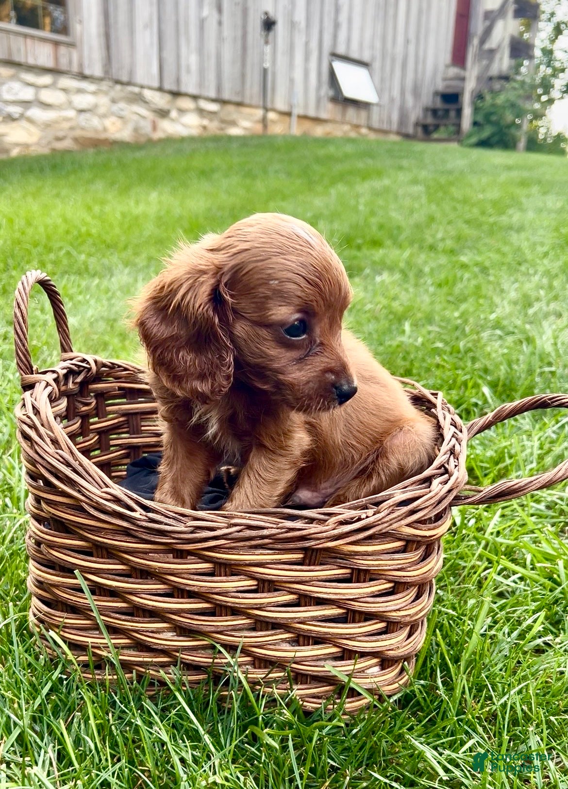 Cavapoo dogs Baxter - Ad 2
