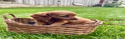 Cavapoo dogs for sale: Baxter - Ad 2