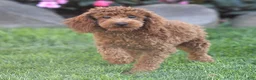 Toy Poodle dogs for sale: Roxy Toy Poodle Puppy  - Ad 3