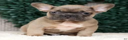 French Bulldog dogs for sale: Hunter - Ad 7