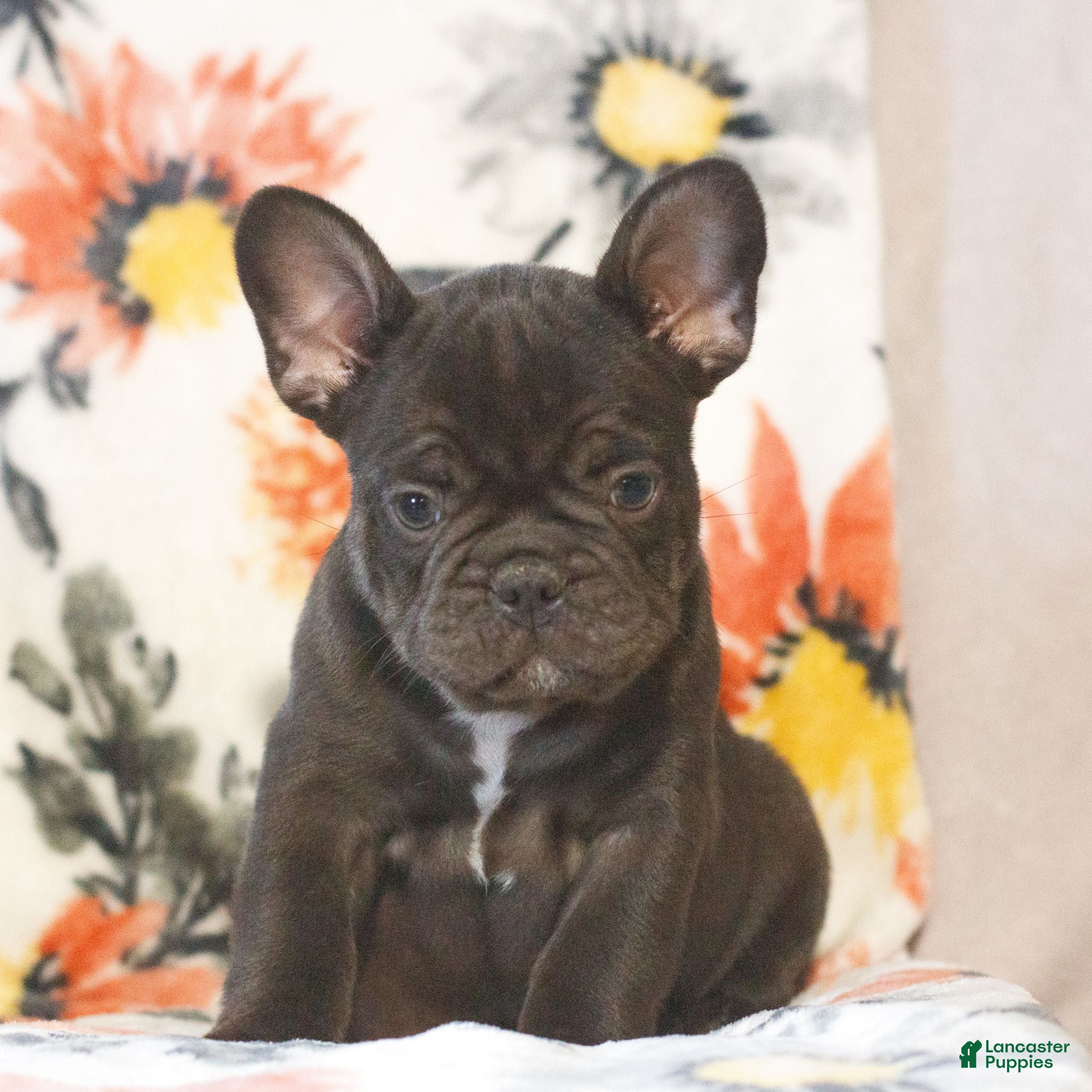 French Bulldog dogs Cody  - Ad 1