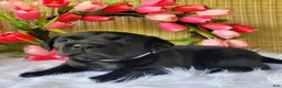 Labrador Retriever dogs for sale: Molly - Ad 3