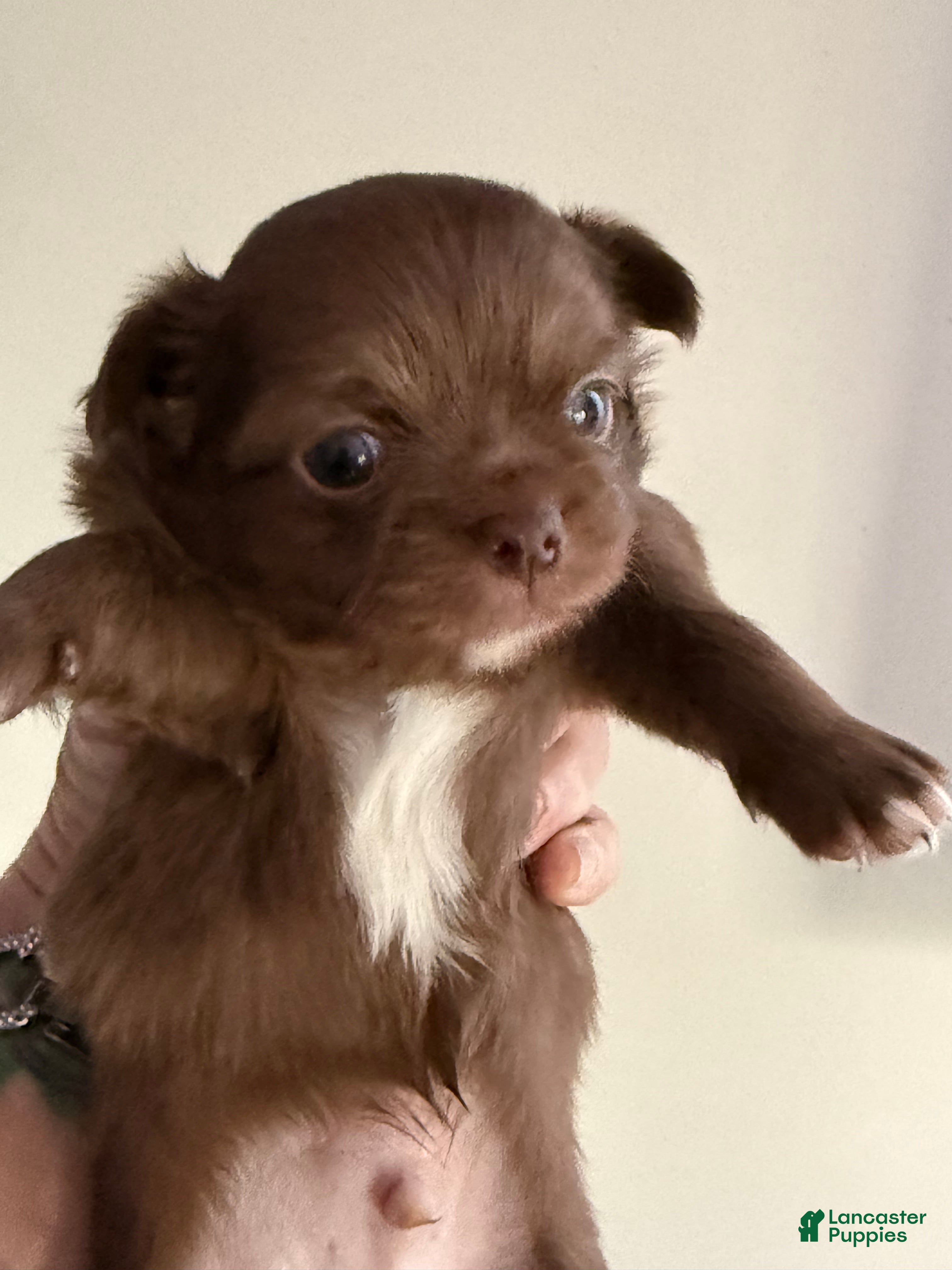 Chihuahua dogs Bjorn - Ad 1