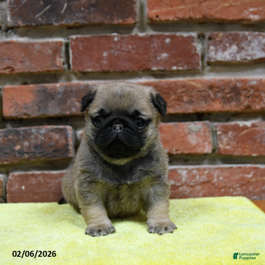 Pug dogs Jasper - Ad 2