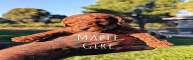 🍁 MAPLE 