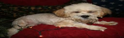 Shihpoo dogs for sale: Luke - Ad 5