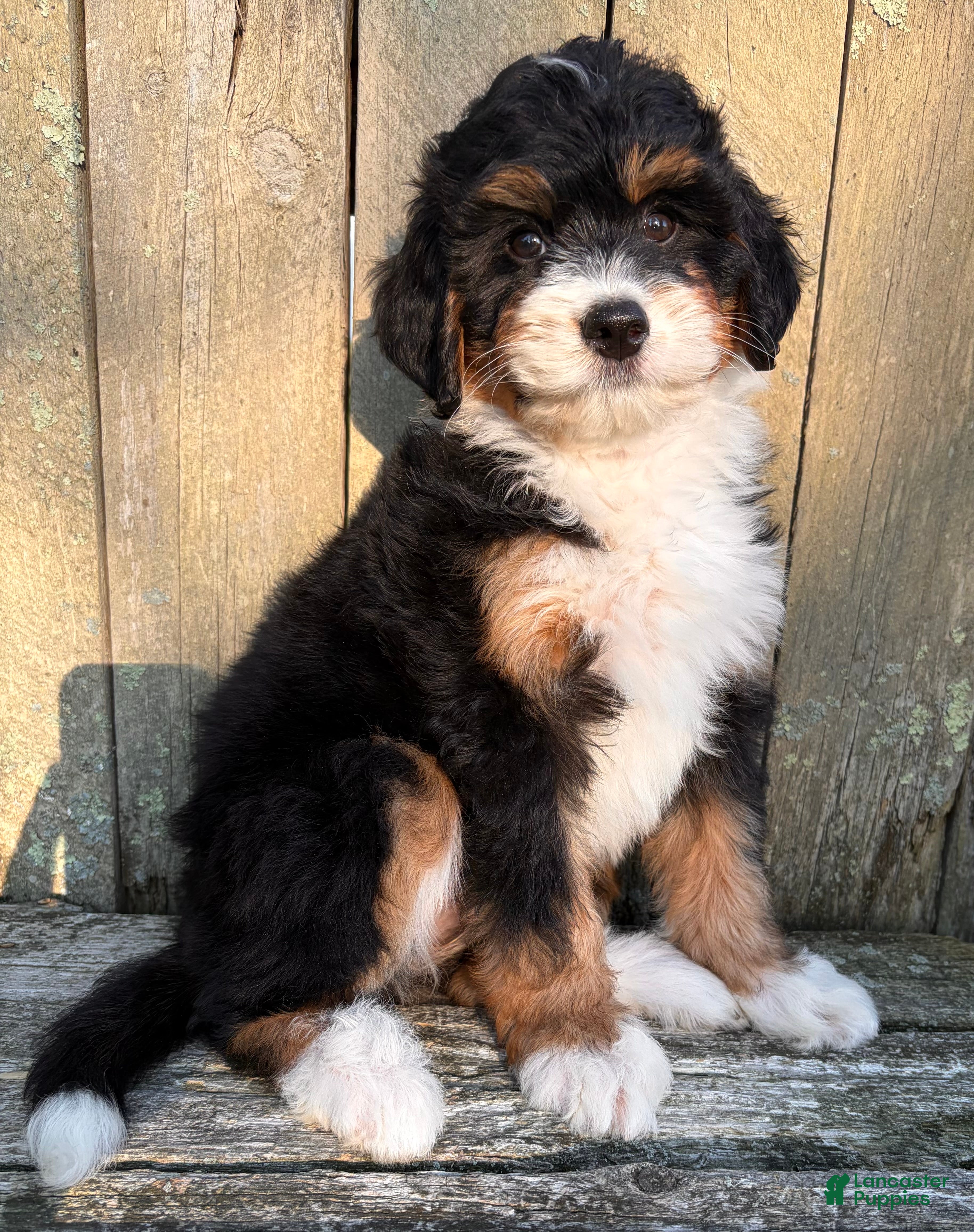 Mini Bernedoodle dogs for sale: ❤️IN BOSTON MASSACHUSETTS AREA❤️MINI BERNEDOODLE GIRL❤️ - Ad 8