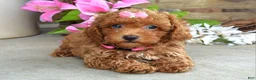 Toy Poodle dogs for sale: Molly - Ad 10