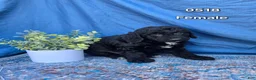 Mini Goldendoodle dogs for sale: Mini Goldendoodle Puppy 5 - Ad 1