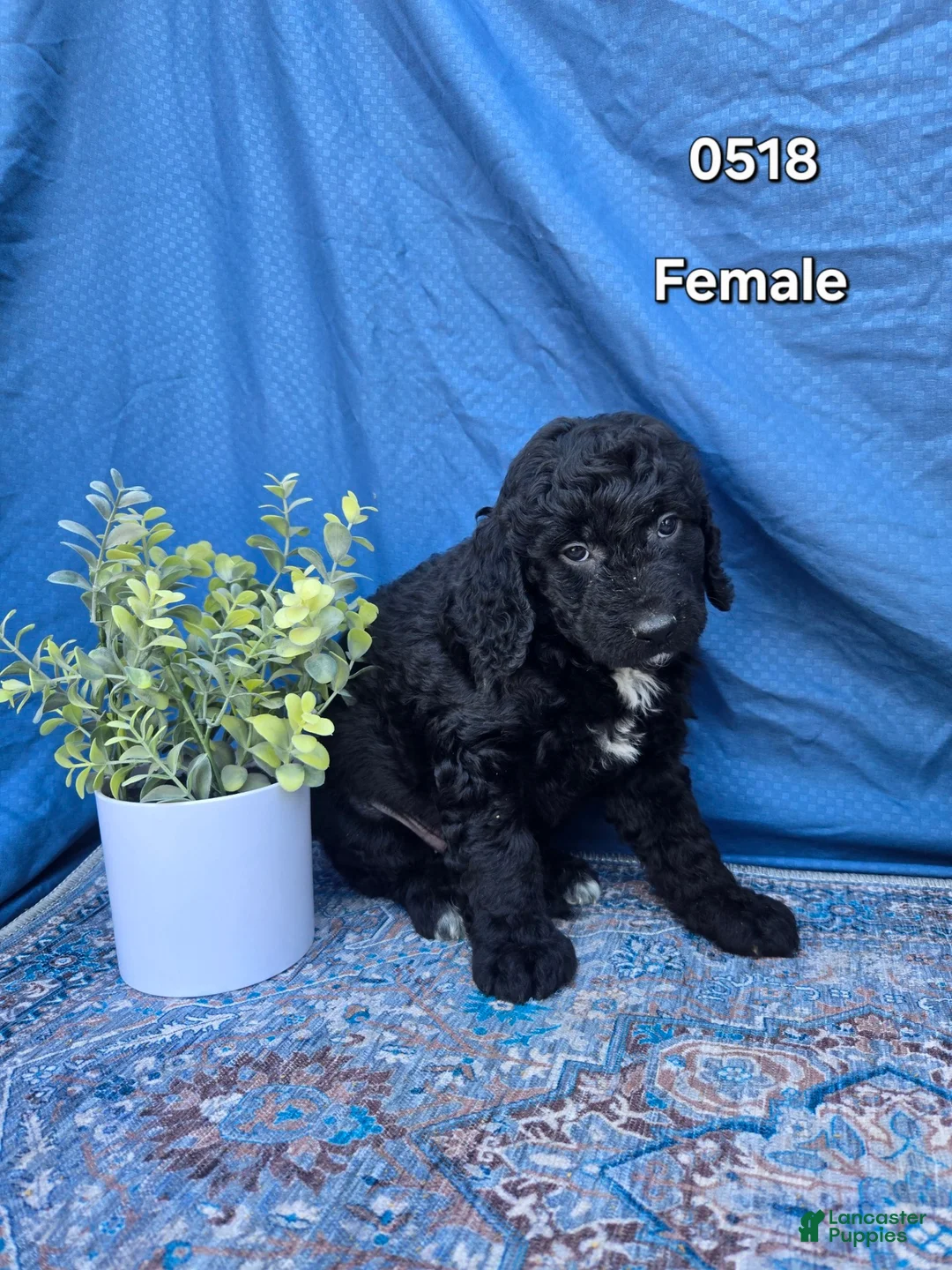 Mini Goldendoodle dogs for sale: Mini Goldendoodle Puppy 5 - Ad 1