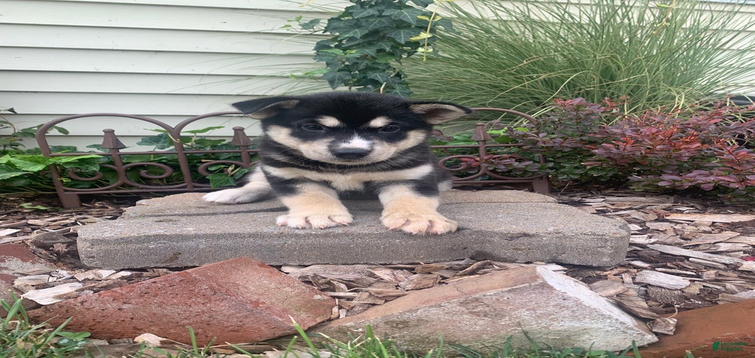 Gallery Image {{count}}