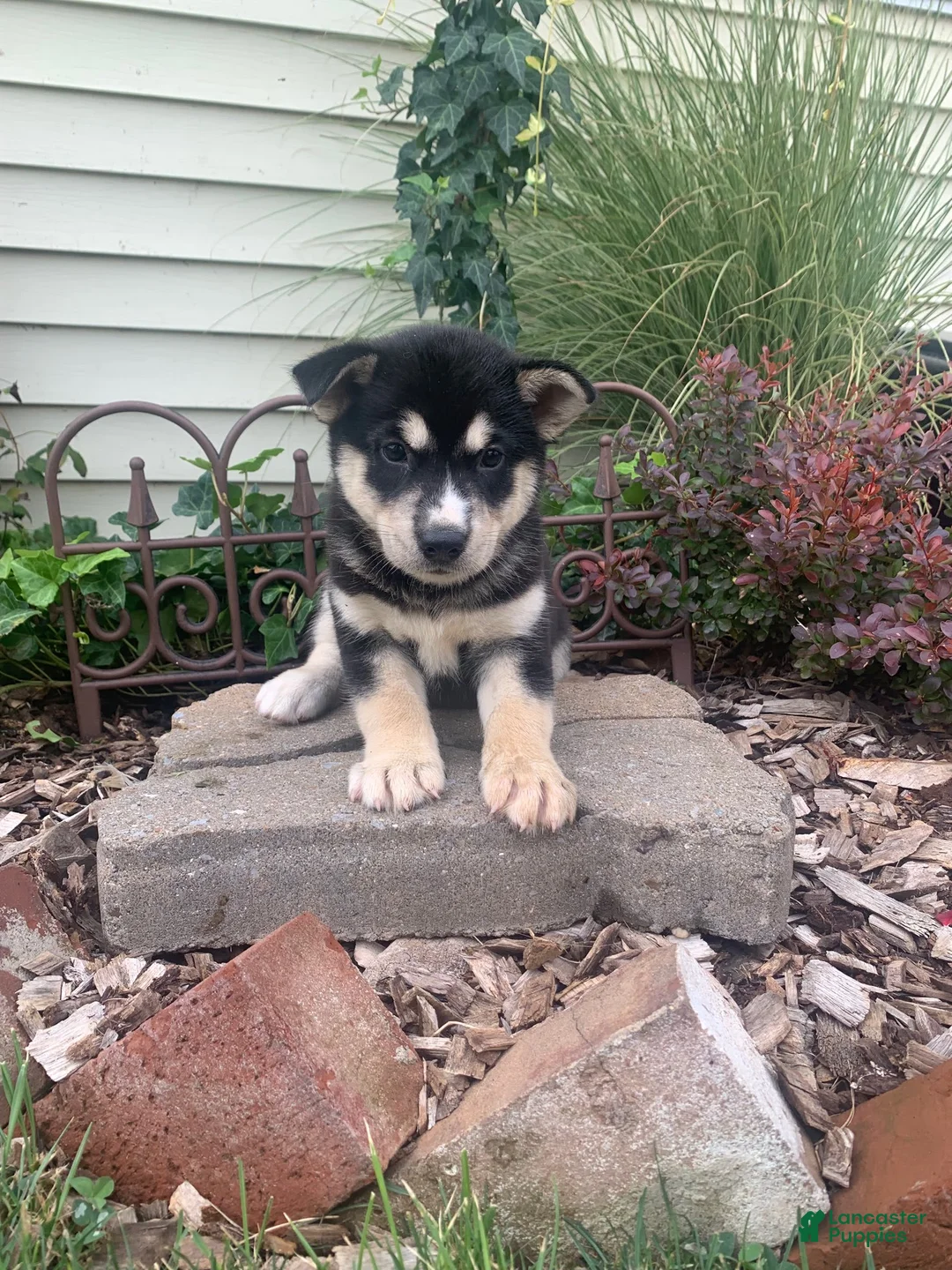 Gallery Image {{count}}