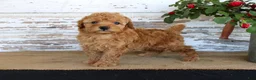 Miniature Poodle dogs for sale: Copper - Ad 3