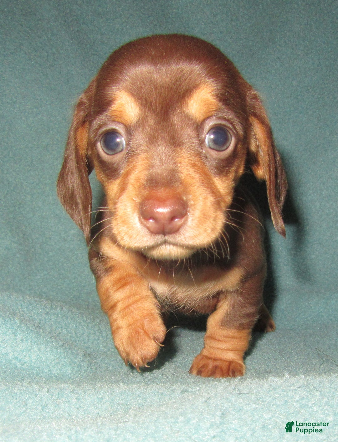 Dachshund dogs for sale: Dachshund Puppy 1 - Ad 4