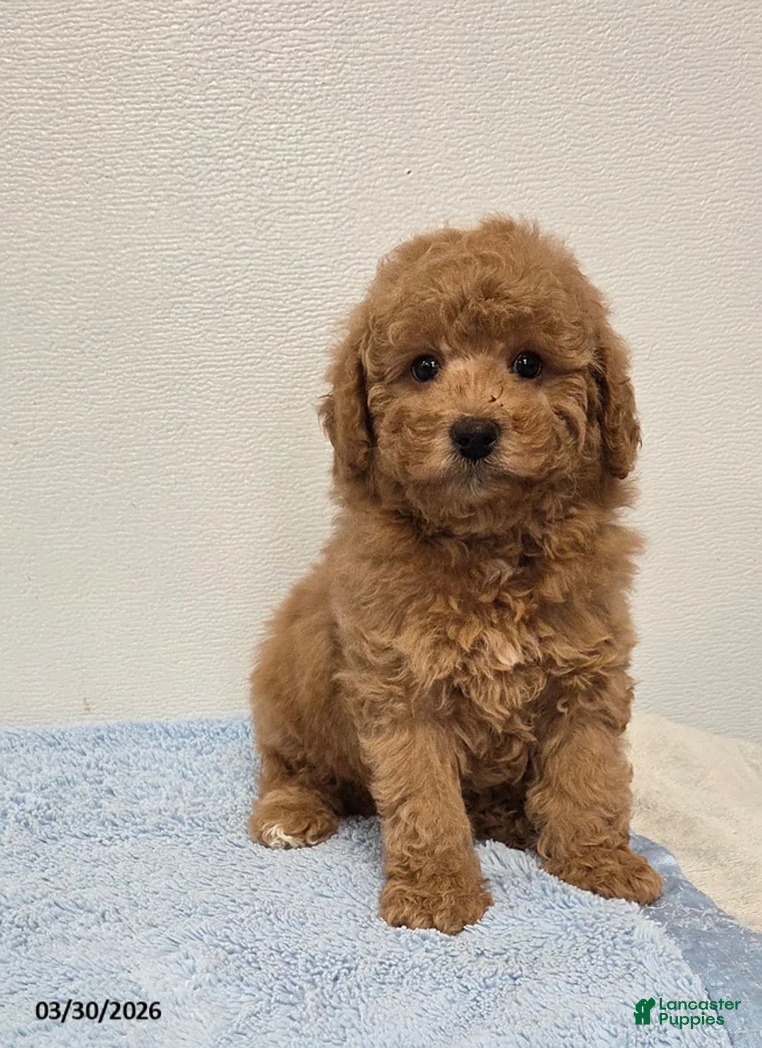 Mini Goldendoodle dogs for sale: Casey - Ad 2