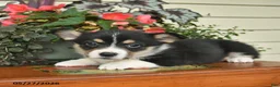 Welsh Corgi Pembroke dogs for sale: Ajax  - Ad 3