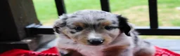 Miniature Australian Shepherd dogs for sale: Grady - Ad 1