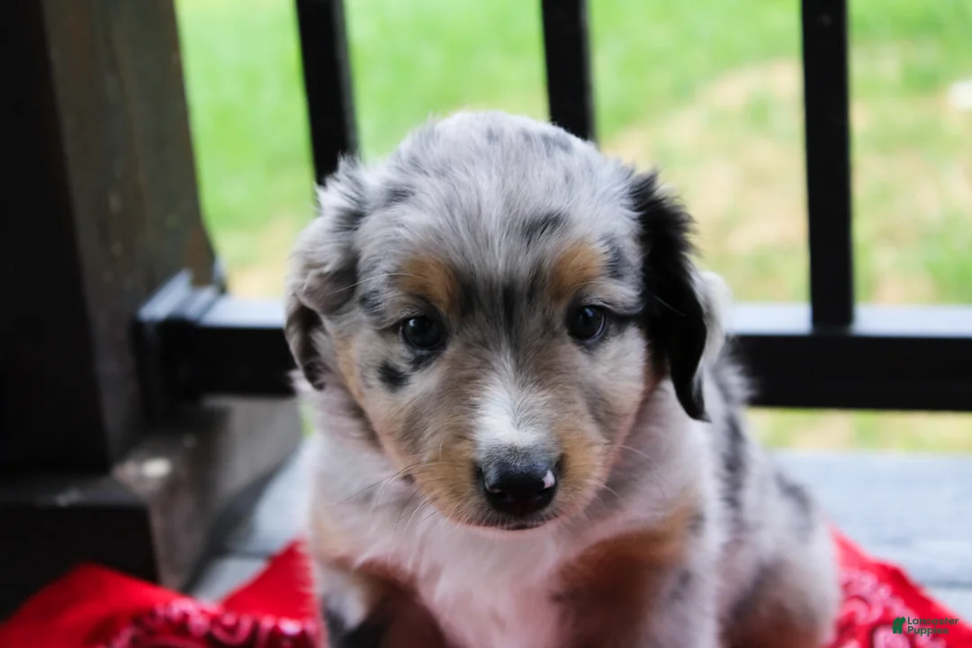 Miniature Australian Shepherd dogs for sale: Grady - Ad 1