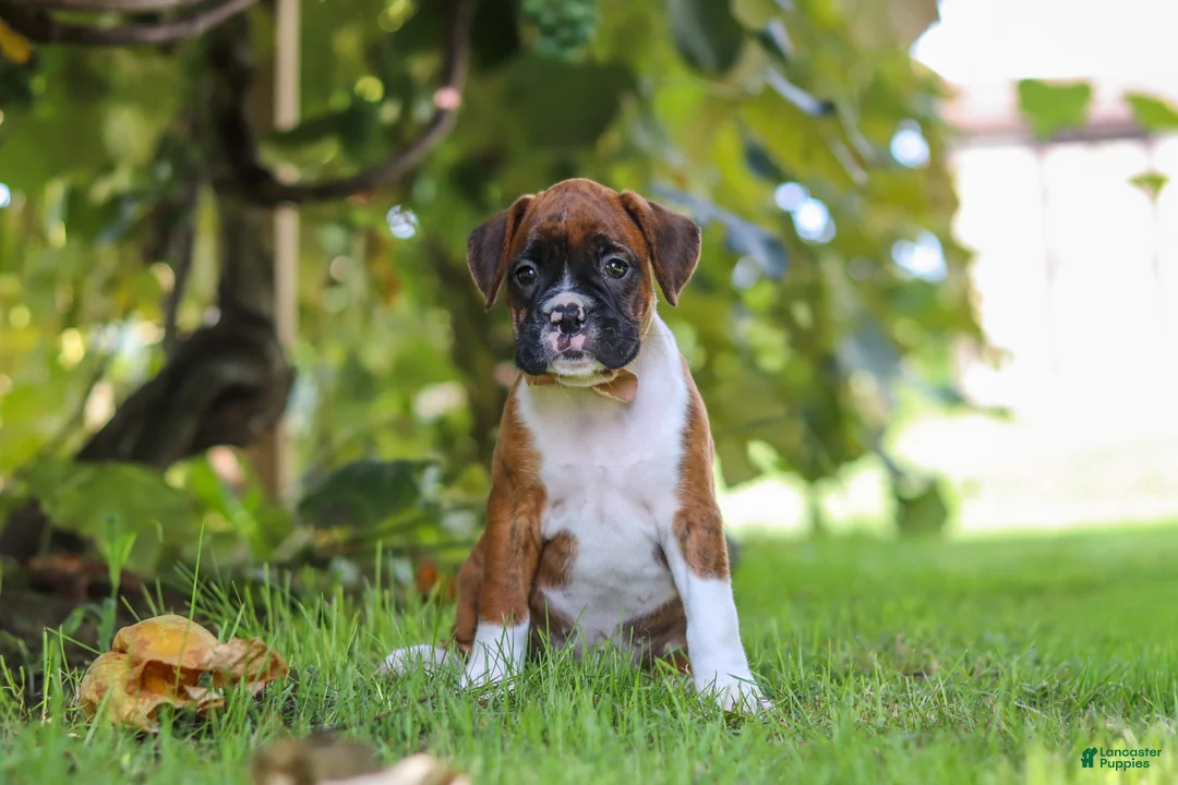 Boxer dogs for sale: Dally - Ad 1