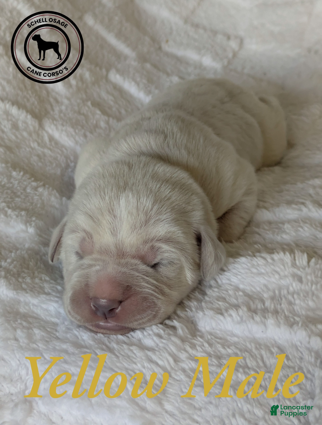 Cane Corso dogs for sale: Yellow  - Ad 4